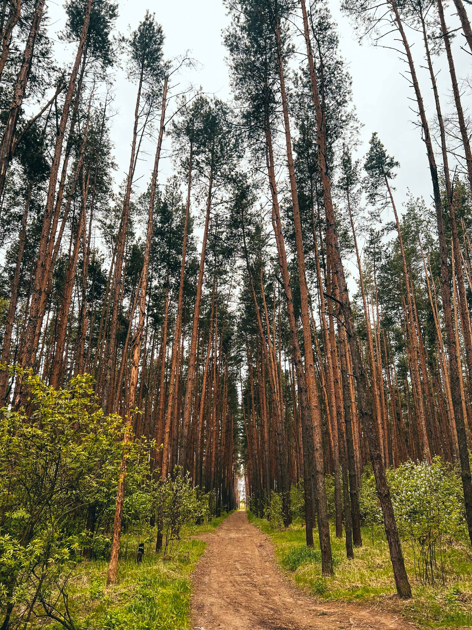 Белозерихский сосновый лес