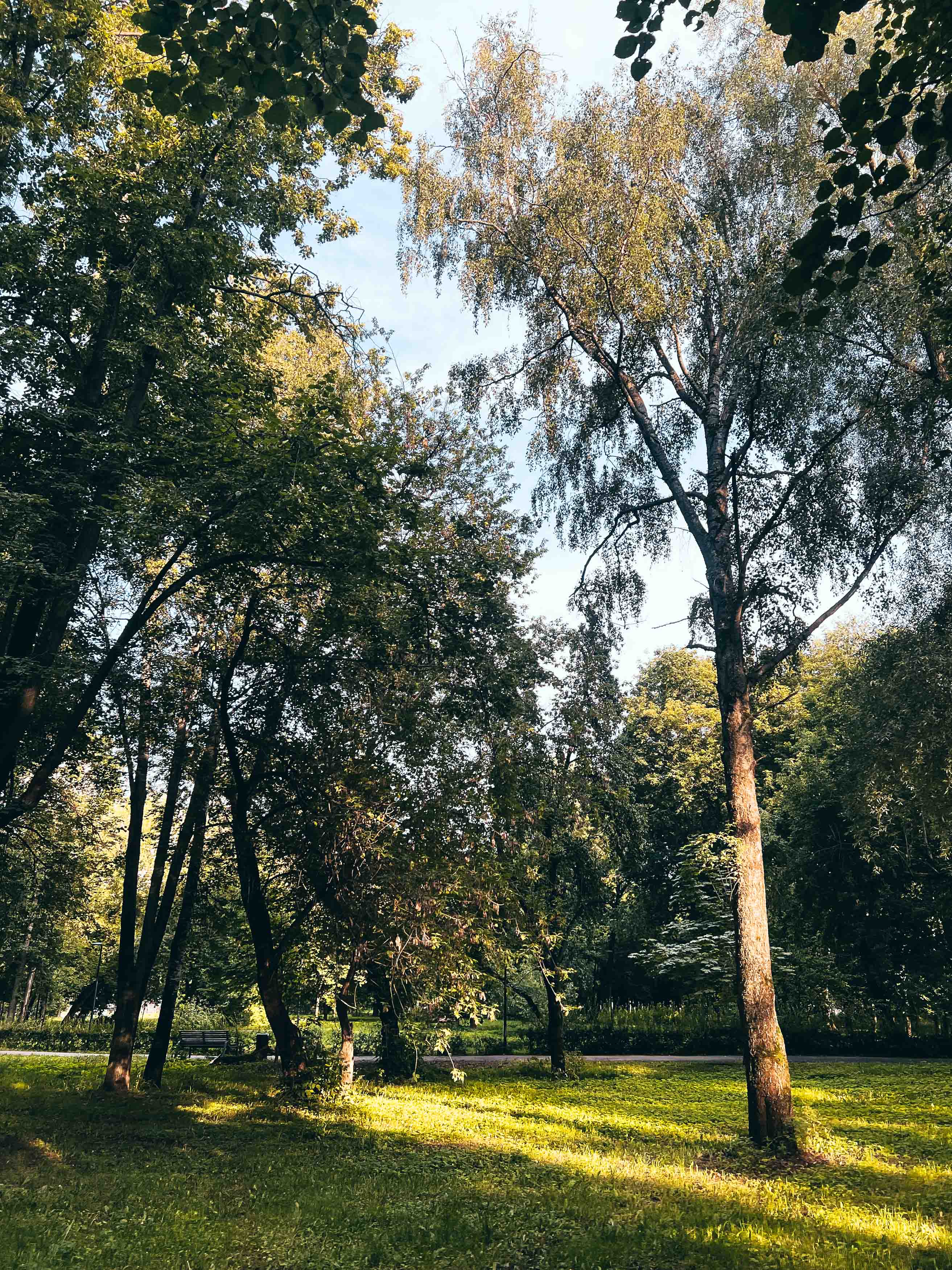 Деревья и лужайки Люблинского парка