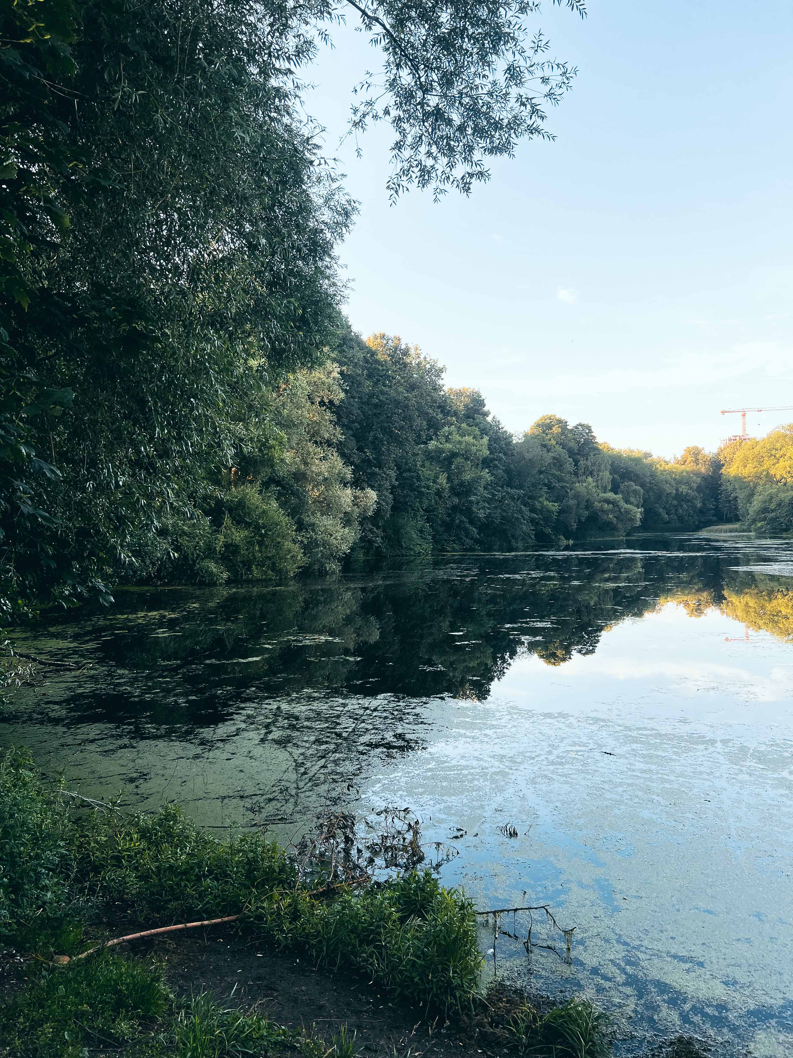 Деревья у воды на Щучьем пруду