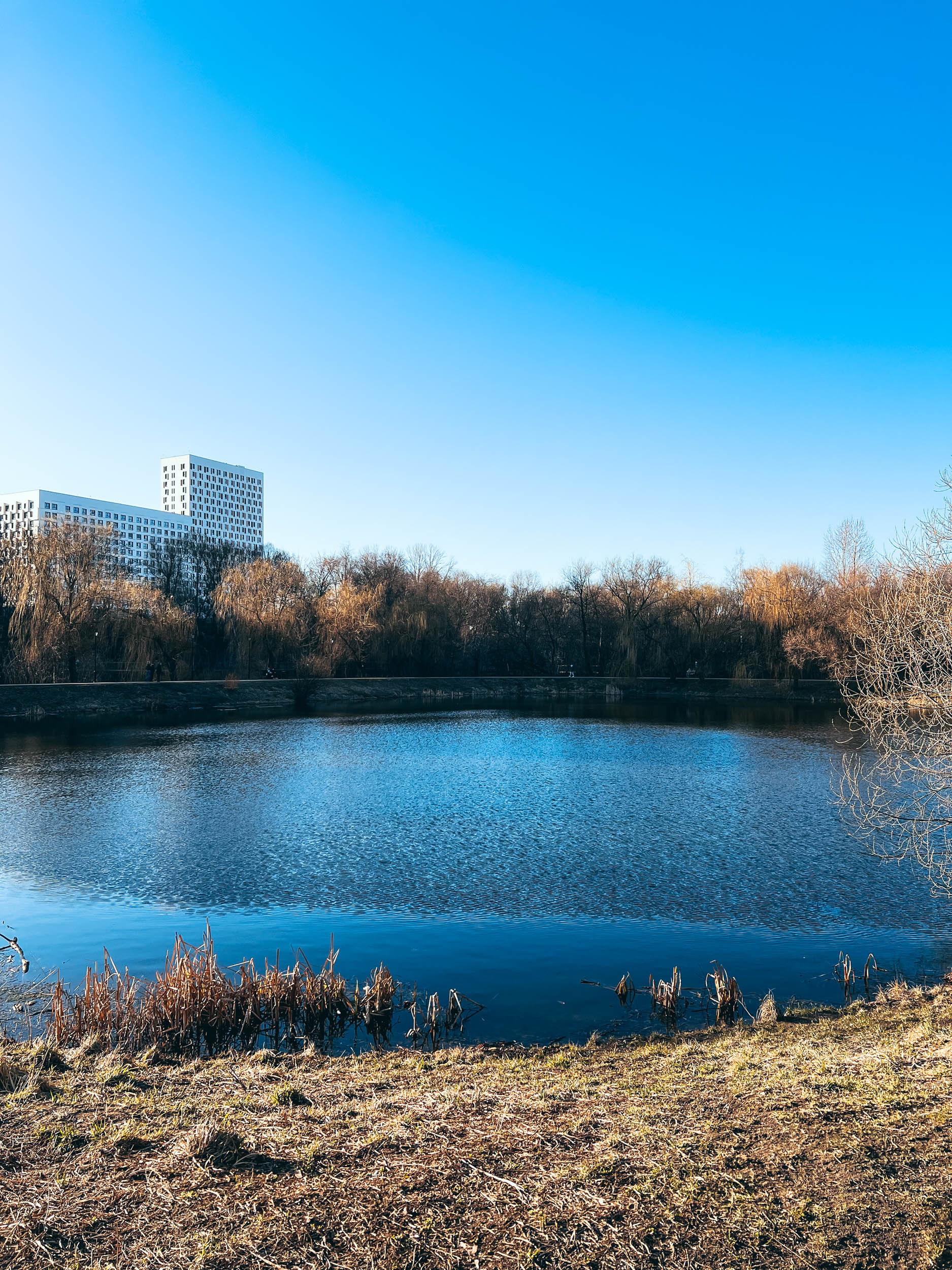Деревья вдоль воды в Свибловском парке
