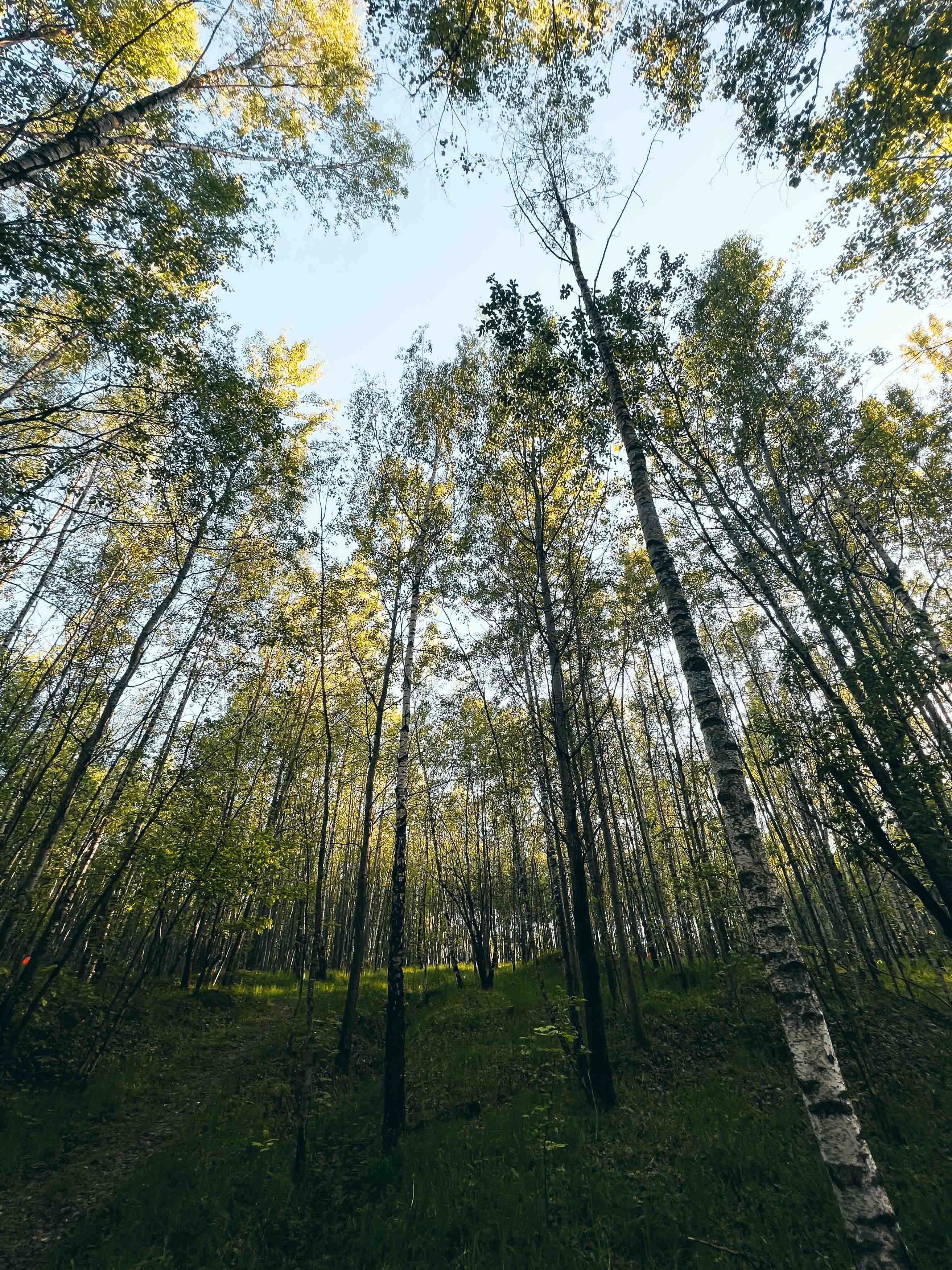Ясеневский лесопарк