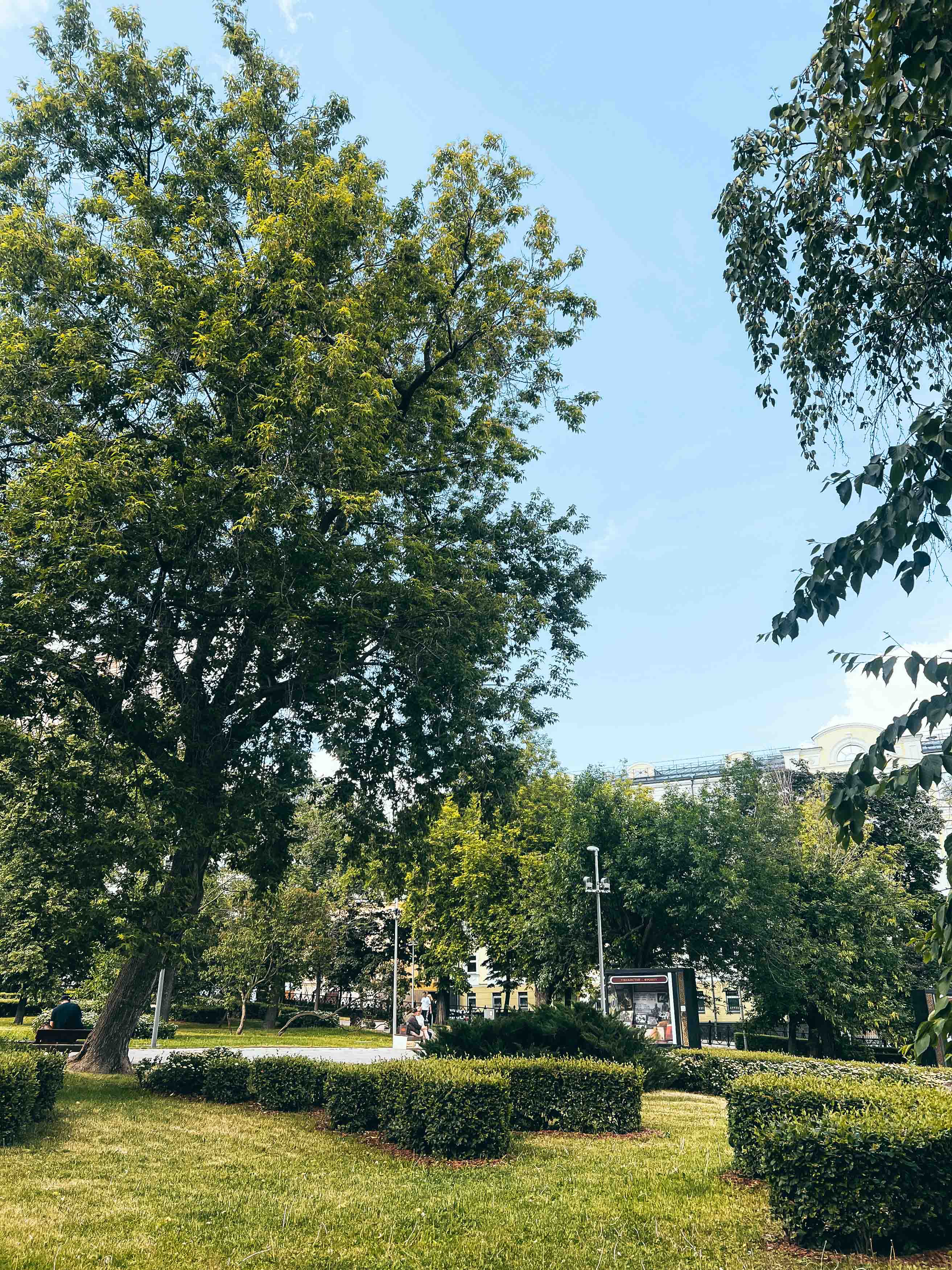 Деревья и прогулочные дорожки в Ильинском сквере