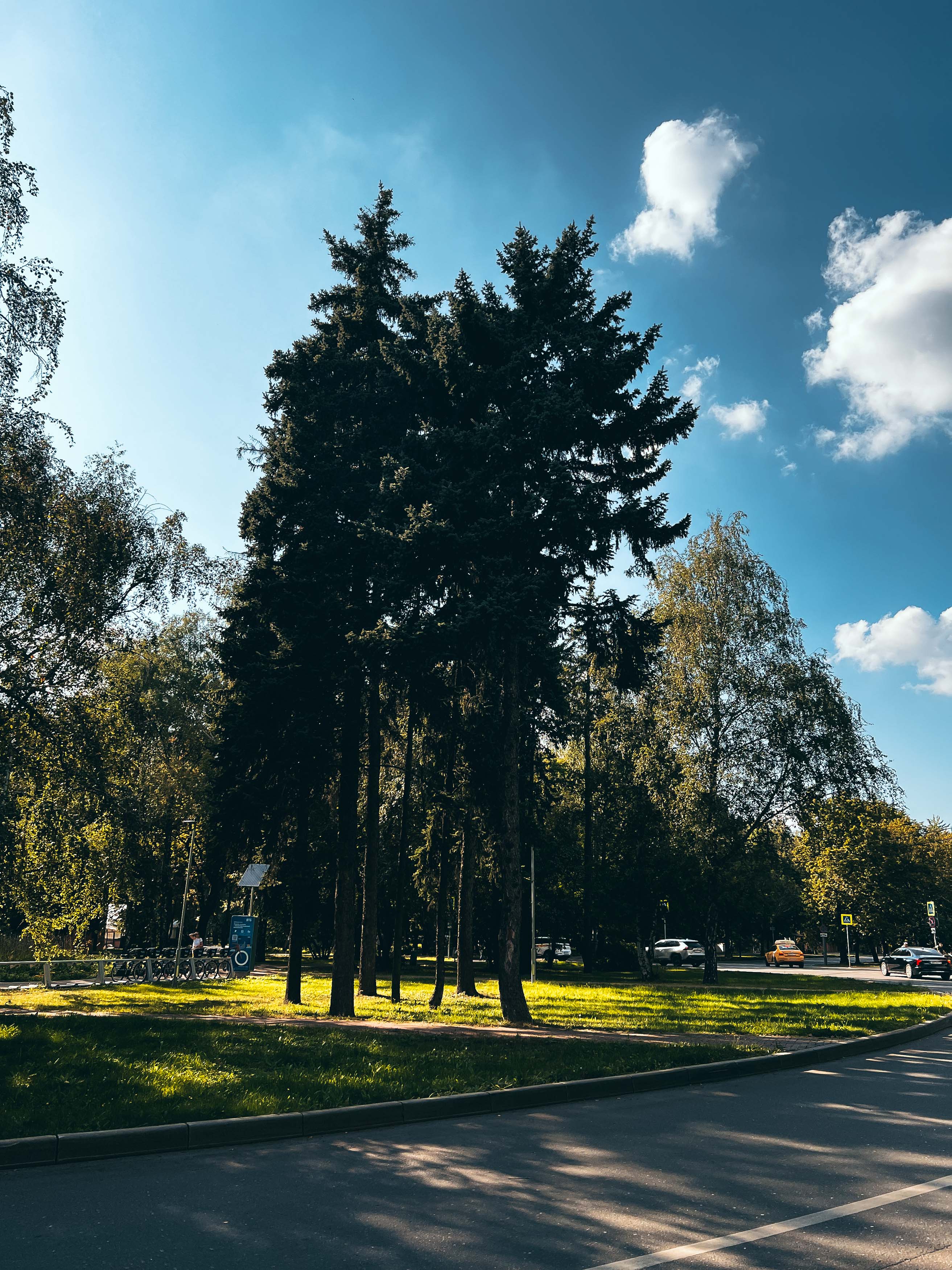 Аллея и открытая площадка Петровского парка